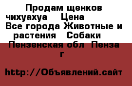 Продам щенков чихуахуа  › Цена ­ 10 000 - Все города Животные и растения » Собаки   . Пензенская обл.,Пенза г.